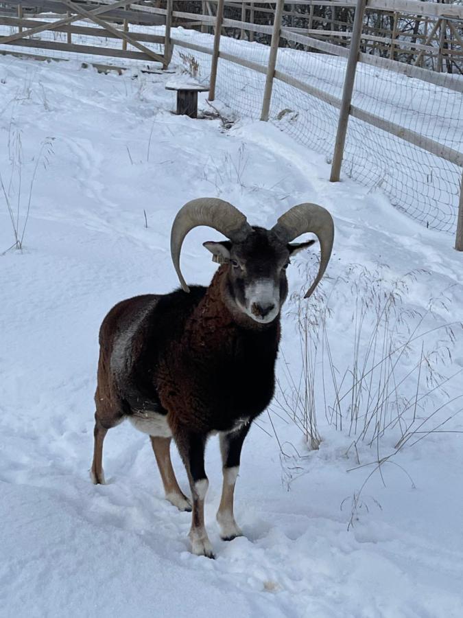 Koselig Dyregard I Tromso Hotel Luaran gambar